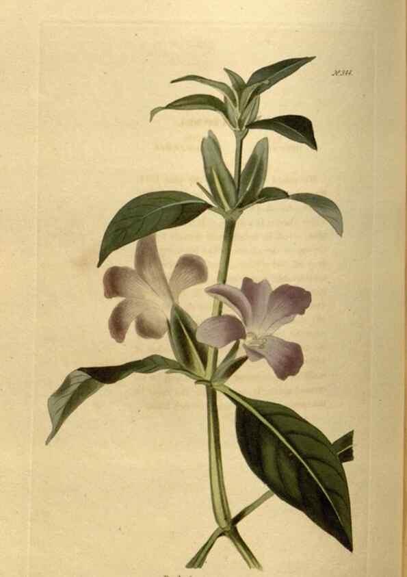 Reproducción/Reproduction 48637346406: The botanical cabinet. London :John & Arthur Arch ...,1817-1833.. 