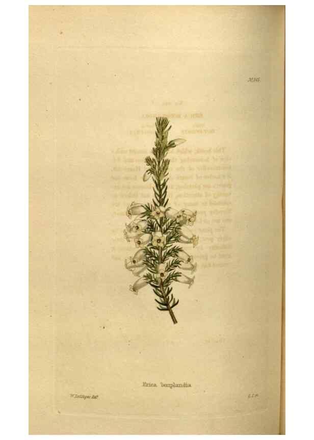 Reproducción/Reproduction 48636995178: The botanical cabinet. London :John & Arthur Arch ...,1817-1833.. 