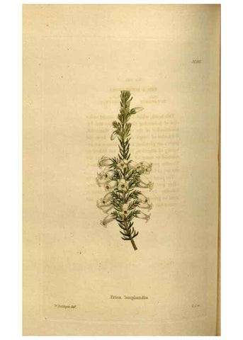 Reproducción/Reproduction 48636995178: The botanical cabinet. London :John & Arthur Arch ...,1817-1833.. 
