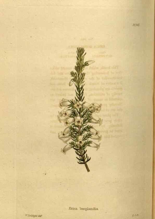 Reproducción/Reproduction 48636995178: The botanical cabinet. London :John & Arthur Arch ...,1817-1833.. 