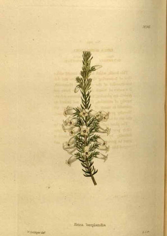Reproducción/Reproduction 48636995178: The botanical cabinet. London :John & Arthur Arch ...,1817-1833.. 