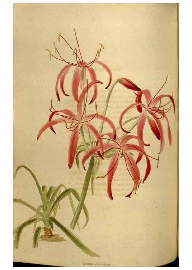 Reproducción/Reproduction 48637489312: The botanical cabinet. London :John & Arthur Arch ...,1817-1833.. 