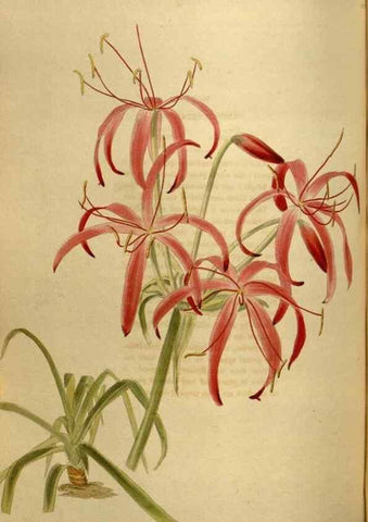 Reproducción/Reproduction 48637489312: The botanical cabinet. London :John & Arthur Arch ...,1817-1833.. 