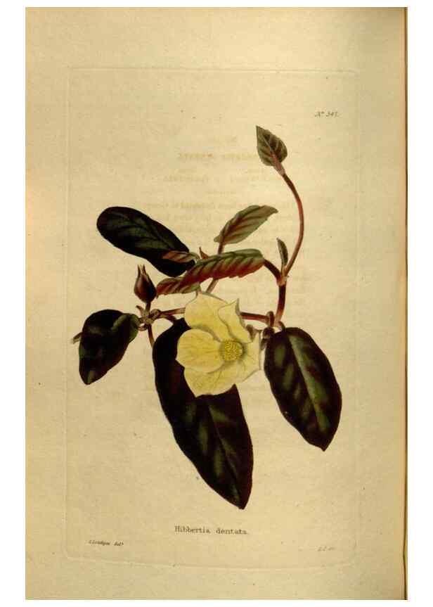 Reproducción/Reproduction 48637347736: The botanical cabinet. London :John & Arthur Arch ...,1817-1833.. 