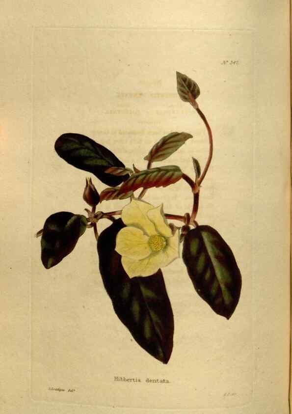 Reproducción/Reproduction 48637347736: The botanical cabinet. London :John & Arthur Arch ...,1817-1833.. 