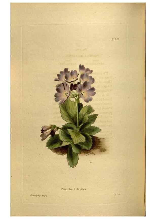 Reproducción/Reproduction 48637348106: The botanical cabinet. London :John & Arthur Arch ...,1817-1833.. 