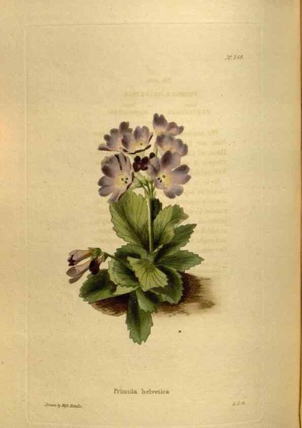 Reproducción/Reproduction 48637348106: The botanical cabinet. London :John & Arthur Arch ...,1817-1833.. 