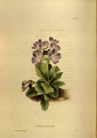 Reproducción/Reproduction 48637348106: The botanical cabinet. London :John & Arthur Arch ...,1817-1833.. 