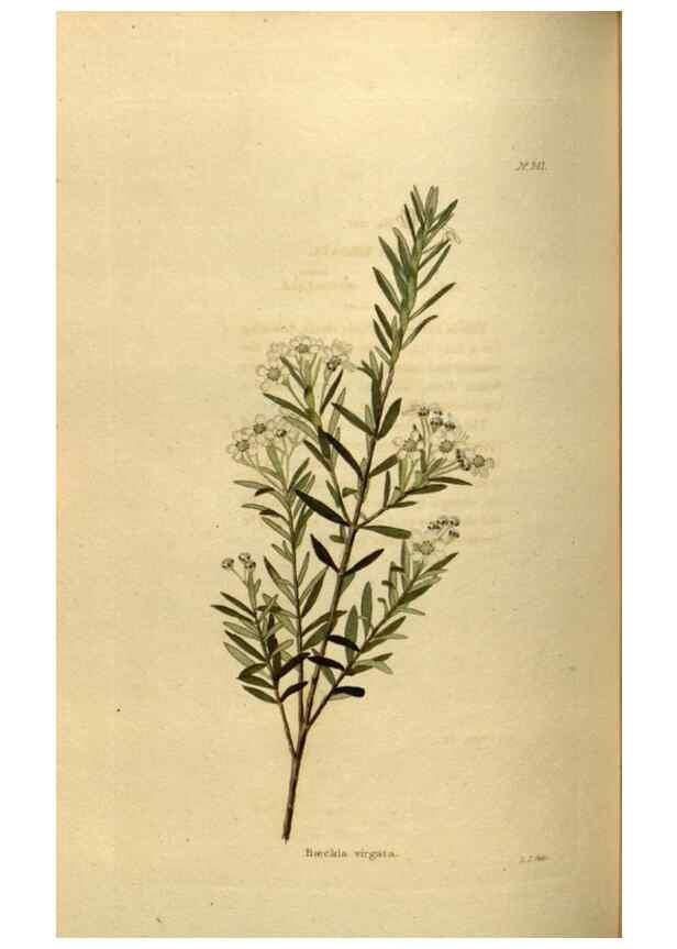 Reproducción/Reproduction 48636993453: The botanical cabinet. London :John & Arthur Arch ...,1817-1833.. 