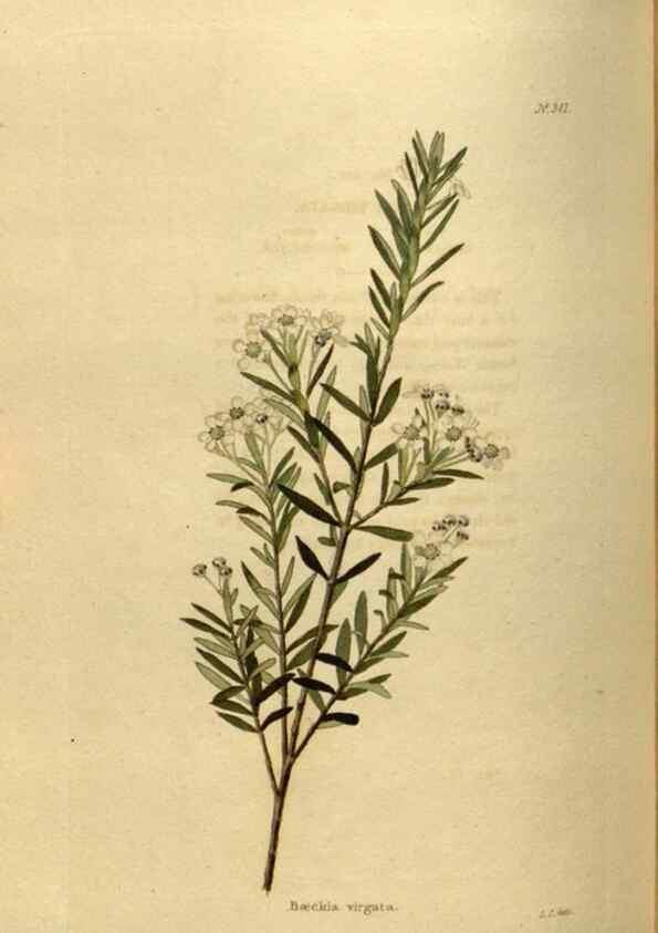 Reproducción/Reproduction 48636993453: The botanical cabinet. London :John & Arthur Arch ...,1817-1833.. 
