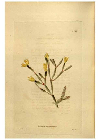 Reproducción/Reproduction 48637498257: The botanical cabinet. London :John & Arthur Arch ...,1817-1833.. 