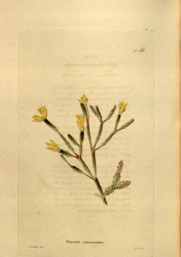 Reproducción/Reproduction 48637498257: The botanical cabinet. London :John & Arthur Arch ...,1817-1833.. 