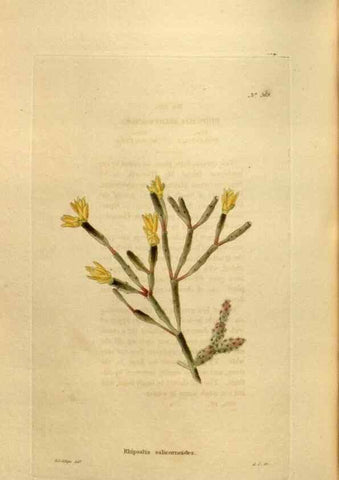 Reproducción/Reproduction 48637498257: The botanical cabinet. London :John & Arthur Arch ...,1817-1833.. 