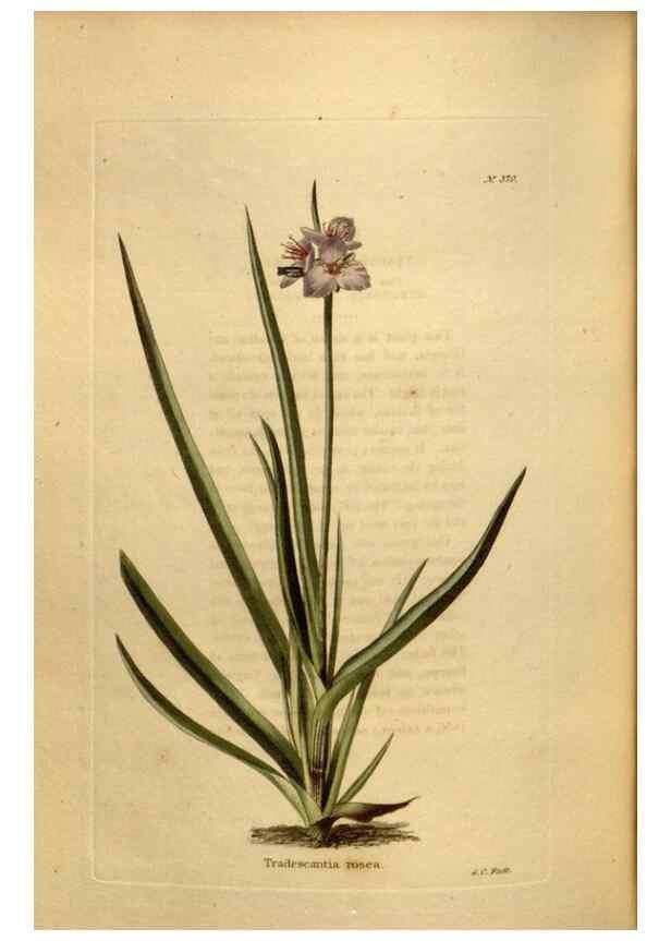 Reproducción/Reproduction 48637498672: The botanical cabinet. London :John & Arthur Arch ...,1817-1833.. 
