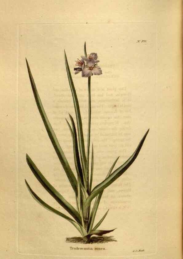Reproducción/Reproduction 48637498672: The botanical cabinet. London :John & Arthur Arch ...,1817-1833.. 