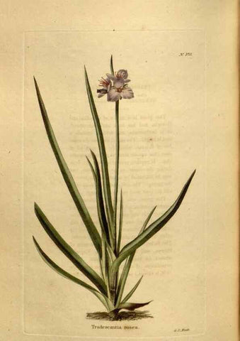 Reproducción/Reproduction 48637498672: The botanical cabinet. London :John & Arthur Arch ...,1817-1833.. 