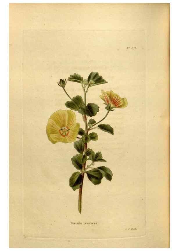 Reproducción/Reproduction 48637499017: The botanical cabinet. London :John & Arthur Arch ...,1817-1833.. 