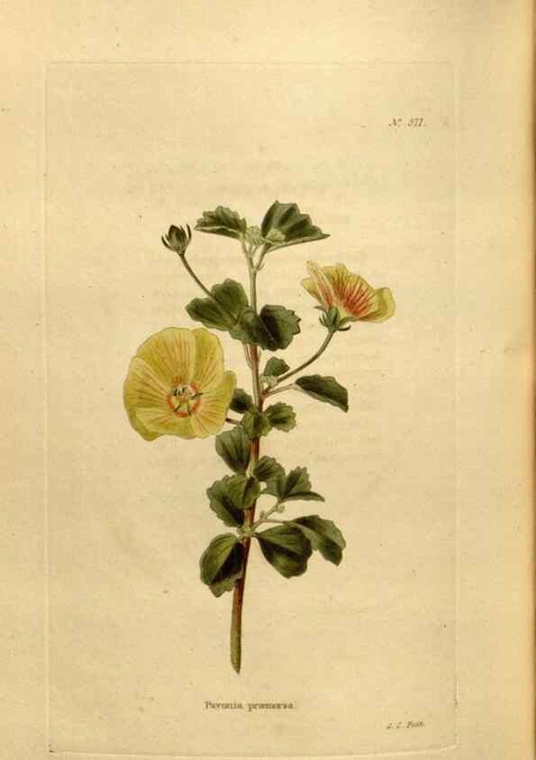 Reproducción/Reproduction 48637499017: The botanical cabinet. London :John & Arthur Arch ...,1817-1833.. 