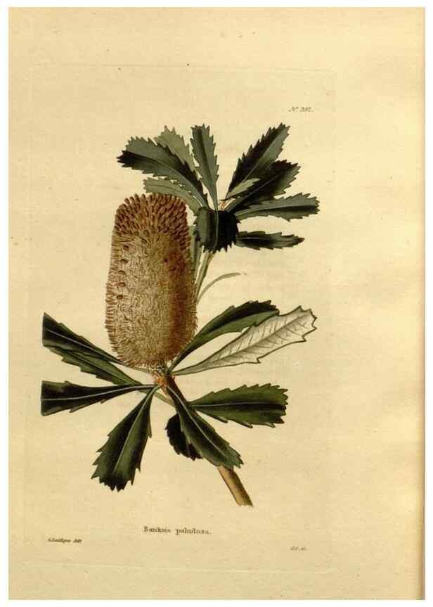 Reproducción/Reproduction 48637366101: The botanical cabinet. London :John & Arthur Arch ...,1817-1833.. 