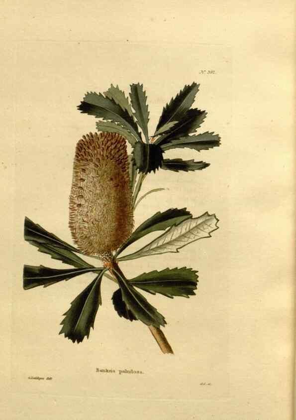 Reproducción/Reproduction 48637366101: The botanical cabinet. London :John & Arthur Arch ...,1817-1833.. 