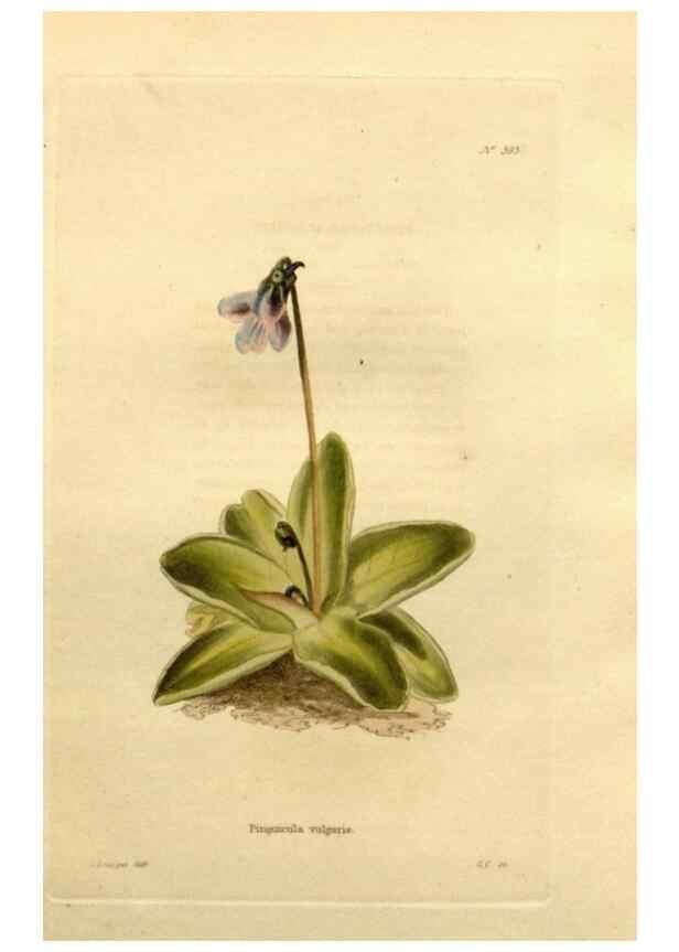 Reproducción/Reproduction 48637507902: The botanical cabinet. London :John & Arthur Arch ...,1817-1833.. 
