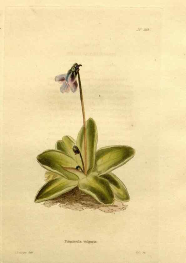 Reproducción/Reproduction 48637507902: The botanical cabinet. London :John & Arthur Arch ...,1817-1833.. 
