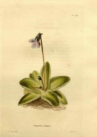 Reproducción/Reproduction 48637507902: The botanical cabinet. London :John & Arthur Arch ...,1817-1833.. 