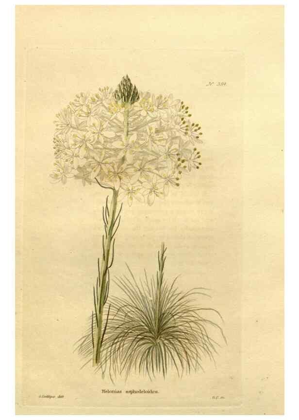 Reproducción/Reproduction 48637014793: The botanical cabinet. London :John & Arthur Arch ...,1817-1833.. 