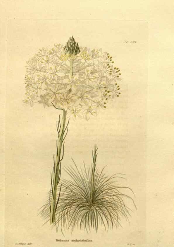 Reproducción/Reproduction 48637014793: The botanical cabinet. London :John & Arthur Arch ...,1817-1833.. 