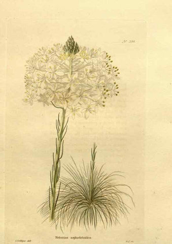 Reproducción/Reproduction 48637014793: The botanical cabinet. London :John & Arthur Arch ...,1817-1833.. 