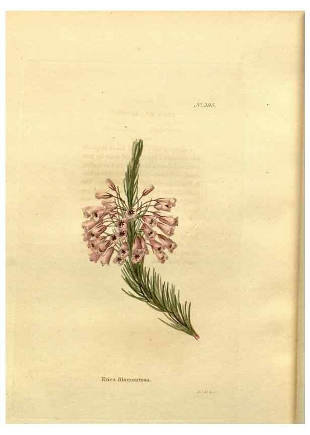 Reproducción/Reproduction 48637367096: The botanical cabinet. London :John & Arthur Arch ...,1817-1833.. 