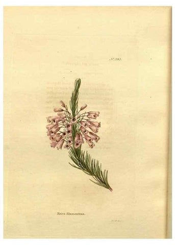 Reproducción/Reproduction 48637367096: The botanical cabinet. London :John & Arthur Arch ...,1817-1833.. 