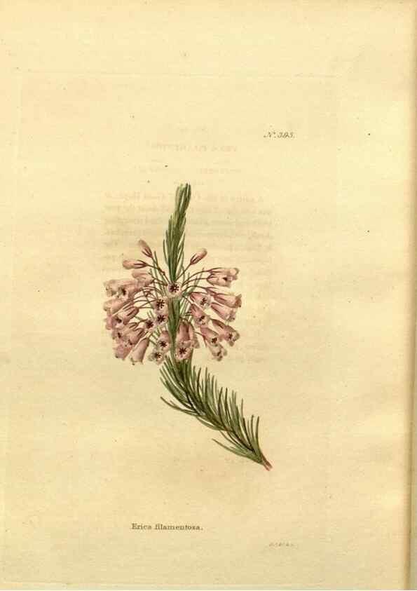 Reproducción/Reproduction 48637367096: The botanical cabinet. London :John & Arthur Arch ...,1817-1833.. 