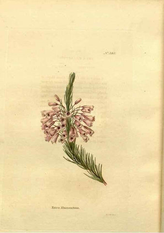Reproducción/Reproduction 48637367096: The botanical cabinet. London :John & Arthur Arch ...,1817-1833.. 
