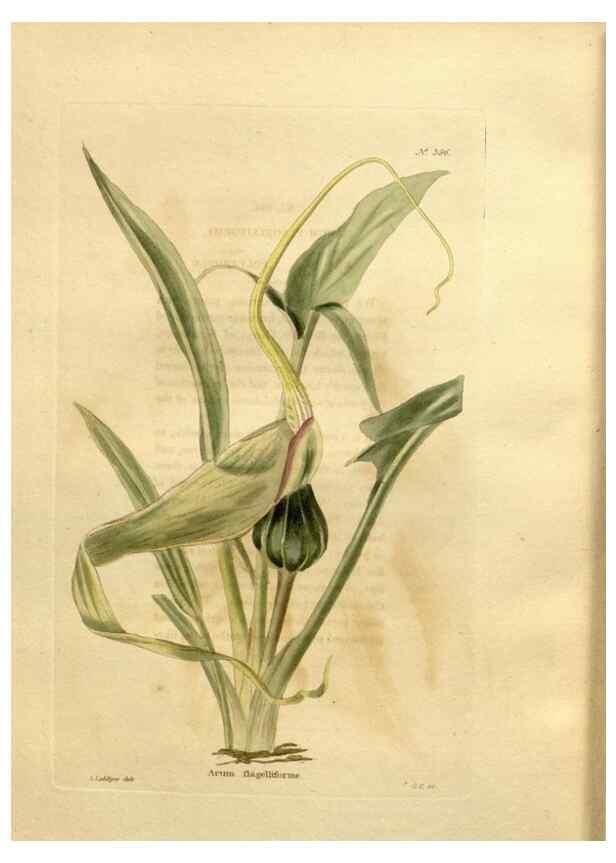 Reproducción/Reproduction 48637367396: The botanical cabinet. London :John & Arthur Arch ...,1817-1833.. 