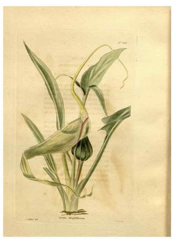 Reproducción/Reproduction 48637367396: The botanical cabinet. London :John & Arthur Arch ...,1817-1833.. 
