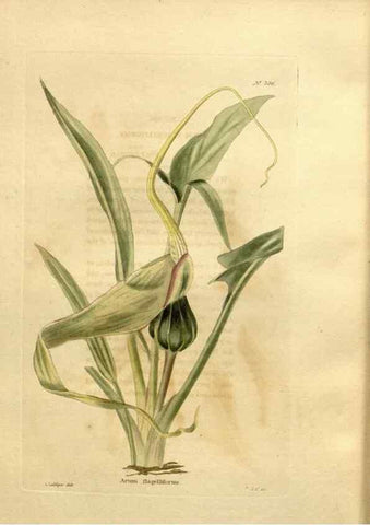 Reproducción/Reproduction 48637367396: The botanical cabinet. London :John & Arthur Arch ...,1817-1833.. 