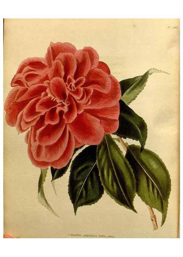 Reproducción/Reproduction 48637509252: The botanical cabinet. London :John & Arthur Arch ...,1817-1833.. 