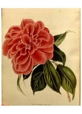 Reproducción/Reproduction 48637509252: The botanical cabinet. London :John & Arthur Arch ...,1817-1833.. 