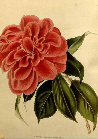 Reproducción/Reproduction 48637509252: The botanical cabinet. London :John & Arthur Arch ...,1817-1833.. 