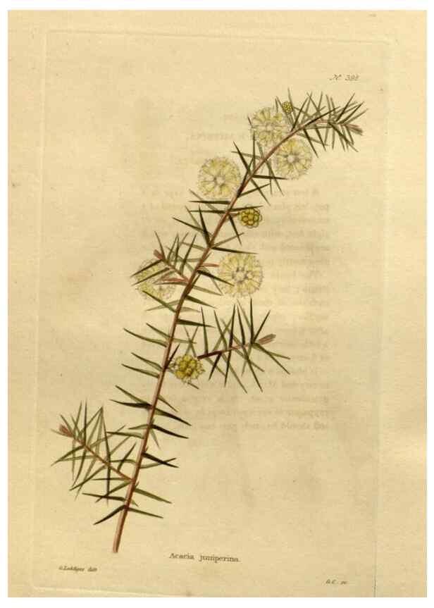 Reproducción/Reproduction 48637509542: The botanical cabinet. London :John & Arthur Arch ...,1817-1833.. 
