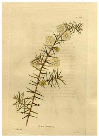 Reproducción/Reproduction 48637509542: The botanical cabinet. London :John & Arthur Arch ...,1817-1833.. 