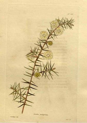 Reproducción/Reproduction 48637509542: The botanical cabinet. London :John & Arthur Arch ...,1817-1833.. 