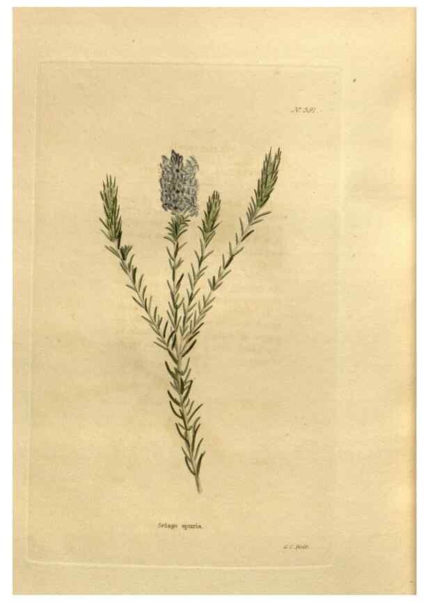 Reproducción/Reproduction 48637013673: The botanical cabinet. London :John & Arthur Arch ...,1817-1833.. 