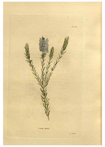 Reproducción/Reproduction 48637013673: The botanical cabinet. London :John & Arthur Arch ...,1817-1833.. 