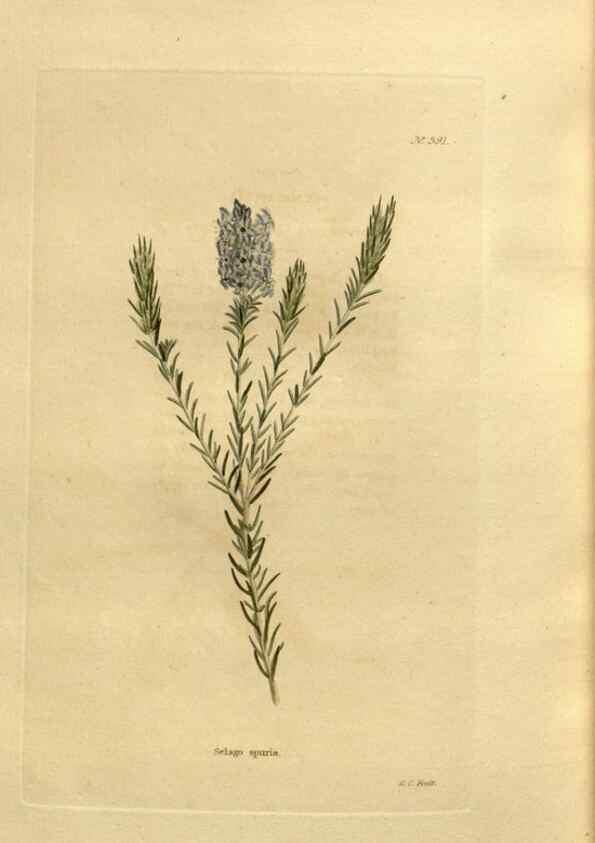 Reproducción/Reproduction 48637013673: The botanical cabinet. London :John & Arthur Arch ...,1817-1833.. 