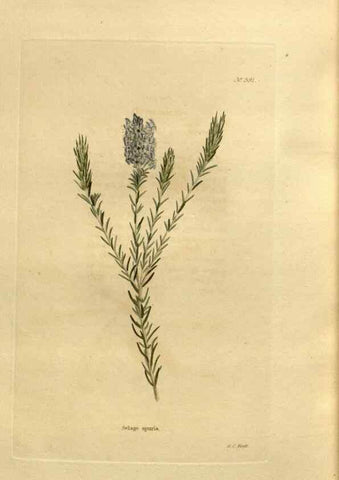 Reproducción/Reproduction 48637013673: The botanical cabinet. London :John & Arthur Arch ...,1817-1833.. 