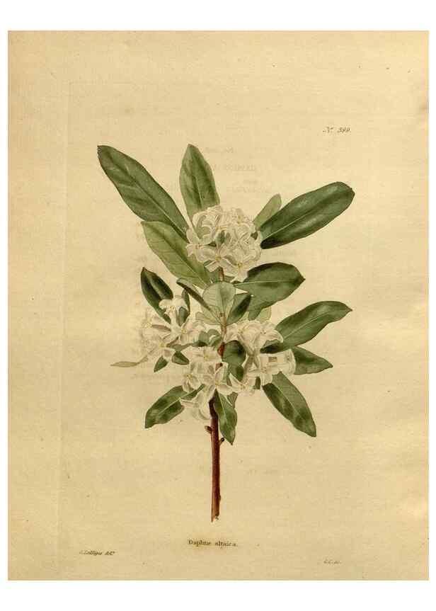 Reproducción/Reproduction 48637016483: The botanical cabinet. London :John & Arthur Arch ...,1817-1833.. 