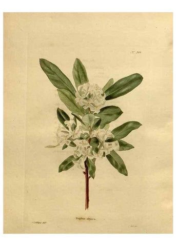 Reproducción/Reproduction 48637016483: The botanical cabinet. London :John & Arthur Arch ...,1817-1833.. 