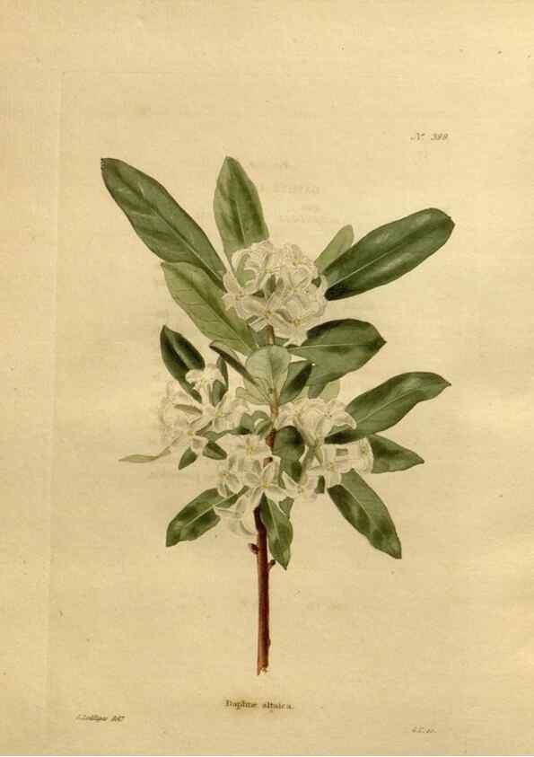 Reproducción/Reproduction 48637016483: The botanical cabinet. London :John & Arthur Arch ...,1817-1833.. 